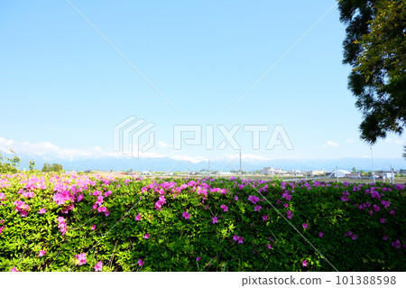 Nagaresugi PA 立山山脈 8 從上坡 Nagaresugi PA 立山山脈 8 從上坡 101388598