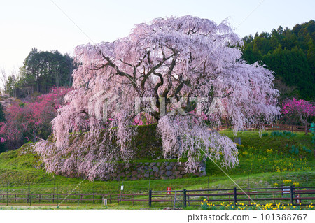 Nara Prefecture Uda City Matabei Sakura Spring 2023 101388767