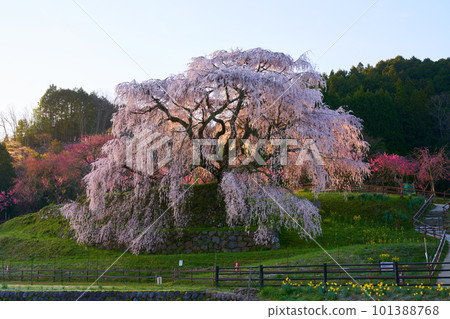 Nara Prefecture Uda City Matabei Sakura Spring 2023 101388768