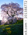 Nara Prefecture Uda City Matabei Sakura Spring 2023 101388772