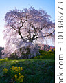 Nara Prefecture Uda City Matabei Sakura Spring 2023 101388773