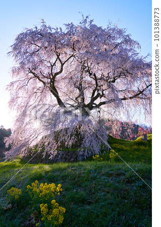 Nara Prefecture Uda City Matabei Sakura Spring 2023 101388773