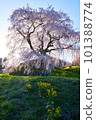 Nara Prefecture Uda City Matabei Sakura Spring 2023 101388774