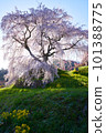 Nara Prefecture Uda City Matabei Sakura Spring 2023 101388775
