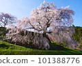 Nara Prefecture Uda City Matabei Sakura Spring 2023 101388776