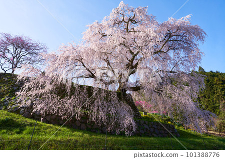 Nara Prefecture Uda City Matabei Sakura Spring 2023 101388776
