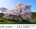 Nara Prefecture Uda City Matabei Sakura Spring 2023 101388777