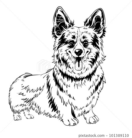 vector sketch dog Welsh corgi smiling 101389110