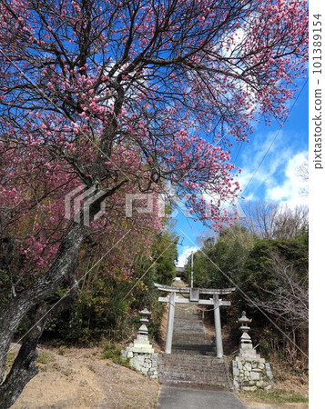 美山八幡神社的梅花【香川縣鮎田郡綾川町】 101389154