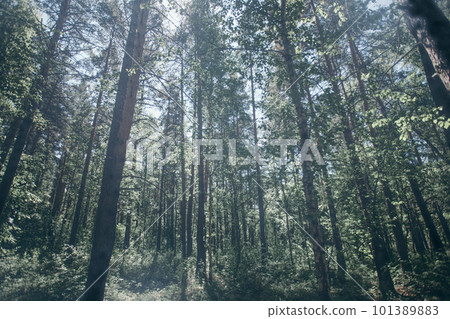 Background toned image with soft focus of sunlit green summer forest thicket. Background toned image with soft focus of sunlit green summer forest thicket. 101389883