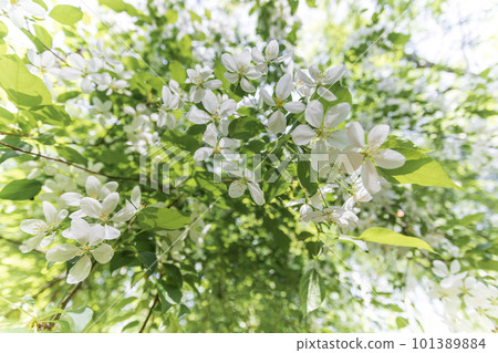 Hanging down white blossoming apple tree branches on blurred apple foliage and flowers background. Hanging down white blossoming apple tree branches on blurred apple foliage and flowers background. 101389884