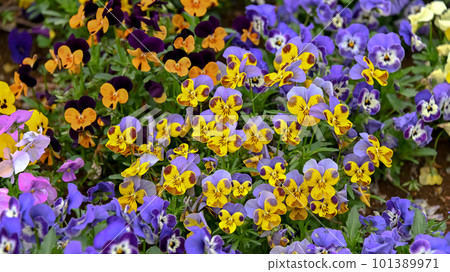 Viola blooming in spring flower bed Viola blooming in spring flower bed 101389971