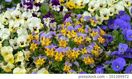 Viola blooming in spring flower bed Viola blooming in spring flower bed 101389972