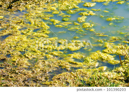 Green swamp algae in summer swampland close up Green swamp algae in summer swampland close up 101390203