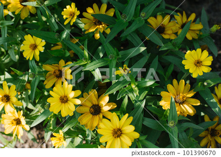 Yellow zinnia flowers bloom in the garden in summer Yellow zinnia flowers bloom in the garden in summer 101390670