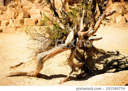 Ancient Pinon Pine Tree Grand Canyon Arizona Ancient Pinon Pine Tree Grand Canyon Arizona 101390759