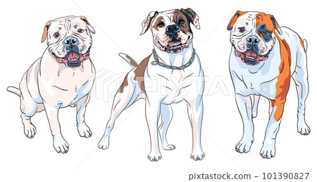 Set of dogs American Bulldog breed Set of dogs American Bulldog breed 101390827