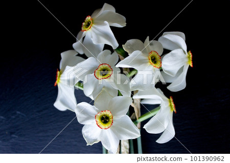 White daffodils on on a black background. The concept of spring. Gentle spring flower. White daffodils on on a black background. The concept of spring. Gentle spring flower. 101390962