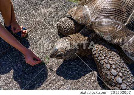 Old giant turtle with little girl in tropical park in Mauritius. Turtle in natural habitat 101390997