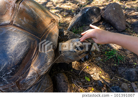 Old giant turtle with little girl in tropical park in Mauritius. Turtle in natural habitat Old giant turtle with little girl in tropical park in Mauritius. Turtle in natural habitat 101391007