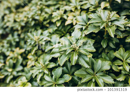 Japanese pachysandra or Pachysandra terminalis. Beautiful nature Green plant background. 101391319