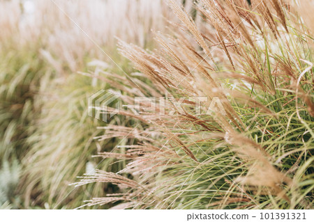 Abstract natural background of soft plants Cortaderia selloana. Pampas grass on a blurry bokeh, Dry reeds boho style. Fluffy stems of tall grass, autumn Abstract natural background of soft plants Cortaderia selloana. Pampas grass on a blurry bokeh, Dry reeds boho style. Fluffy stems of tall grass, autumn 101391321