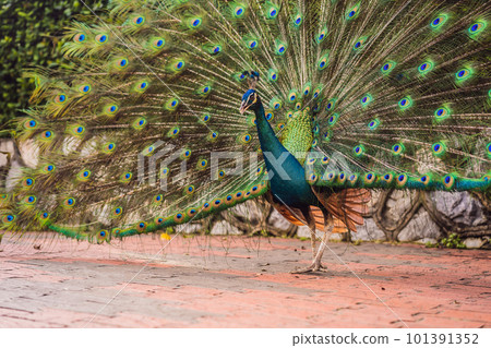 Portrait of a beautiful and colorful Blue Ribbon Peacock in full feather while it was trying to attract the attention of a nearby female 101391352