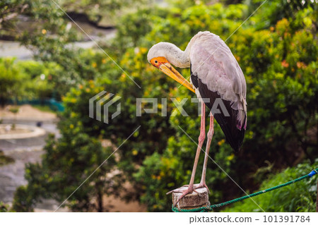 The Yellow-billed Stork, Mycteria ibis, is a large wading bird in the stork family Ciconiidae 101391784