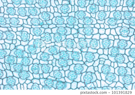 Bluejacket leaf, lower epidermis, whole mount, 20X light micrograph. Tradescantia ohiensis, synonym Tradescantia reflexa, under light microscope. Known as Ohio spiderwort, an herbaceous plant species. Bluejacket leaf, lower epidermis, whole mount, 20X light micrograph. Tradescantia ohiensis, synonym Tradescantia reflexa, under light microscope. Known as Ohio spiderwort, an herbaceous plant species. 101391829