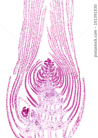 Apical bud of an aquatic plant, longitudinal section through the top of a terminal shoot, 20X light micrograph. Eosin stained bud, under the light microscope. Photo. 101391830