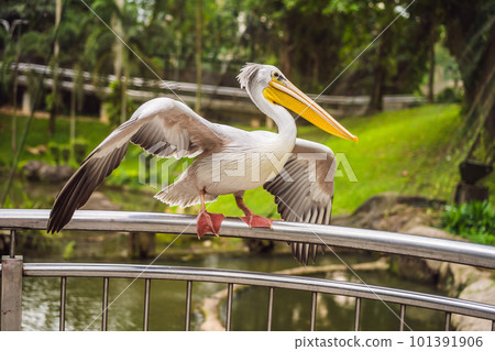 Great white pelican also known as the eastern white pelican, rosy pelican or white pelican Pelecanus onocrotalus 101391906