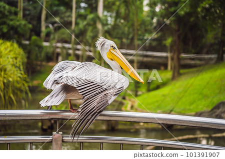 Great white pelican also known as the eastern white pelican, rosy pelican or white pelican Pelecanus onocrotalus 101391907