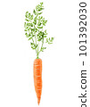 Drawing of a vegetable.  Ripe carrots with green herbs. Isolated object on white background  101392030