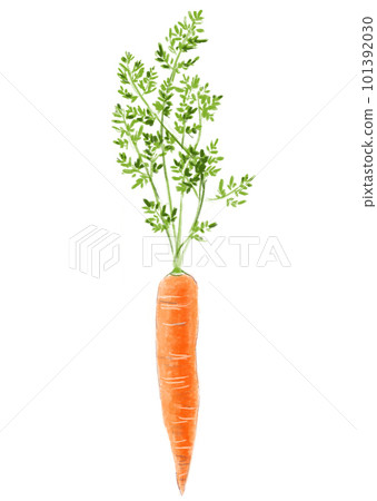 Drawing of a vegetable. Ripe carrots with green herbs. Isolated object on white background Drawing of a vegetable. Ripe carrots with green herbs. Isolated object on white background 101392030
