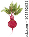 Vegetable drawing. Round beets with green tops. Isolated object on white background 101392031