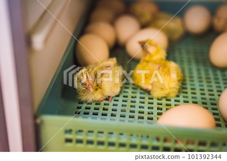 Large group of newly hatched chicks on a chicken farm Large group of newly hatched chicks on a chicken farm 101392344