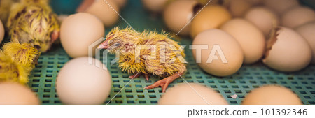 Large group of newly hatched chicks on a chicken farm BANNER, LONG FORMAT Large group of newly hatched chicks on a chicken farm BANNER, LONG FORMAT 101392346