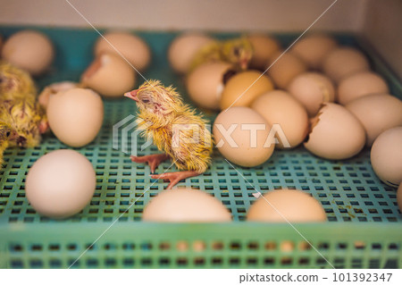 Large group of newly hatched chicks on a chicken farm Large group of newly hatched chicks on a chicken farm 101392347
