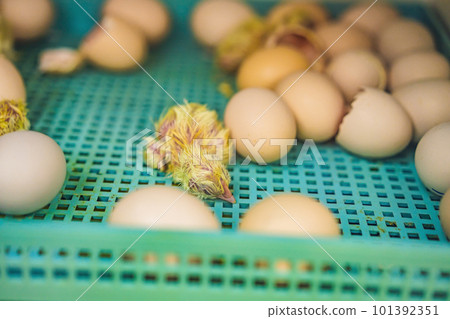 Large group of newly hatched chicks on a chicken farm Large group of newly hatched chicks on a chicken farm 101392351