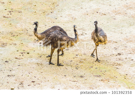 Common ostrich Struthio camelus with pink bill, long lashes over black eye, slender white neck and fluffy black feathered body standing on thick legs in field 101392358