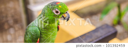 Colorful portrait of Amazon macaw parrot against jungle. Side view of wild parrot on green background. Wildlife and rainforest exotic tropical birds as popular pet breeds BANNER, LONG FORMAT 101392459