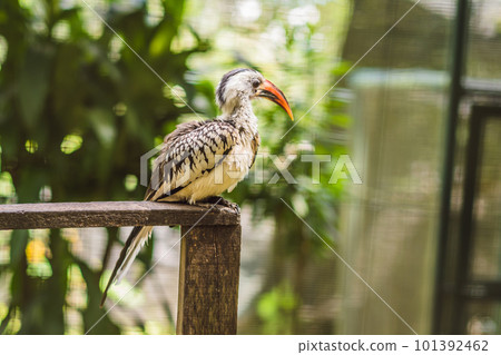 Southern Yellow-billed Hornbill Tockus leucomelas the flying Banana Southern Yellow-billed Hornbill Tockus leucomelas the flying Banana 101392462