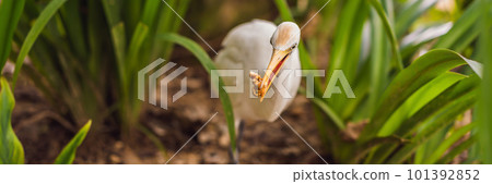 Little Egret Cattle egret Bubulcus ibis Waters Edge BANNER, LONG FORMAT Little Egret Cattle egret Bubulcus ibis Waters Edge BANNER, LONG FORMAT 101392852