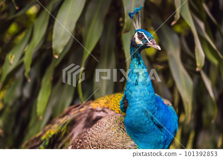 Portrait of a beautiful and colorful Blue Ribbon Peacock Portrait of a beautiful and colorful Blue Ribbon Peacock 101392853