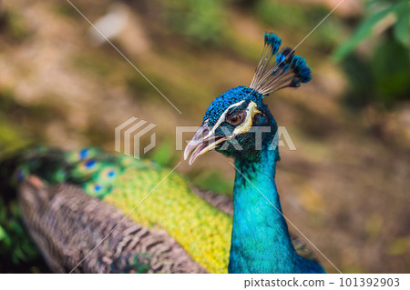 Portrait of a beautiful and colorful Blue Ribbon Peacock Portrait of a beautiful and colorful Blue Ribbon Peacock 101392903