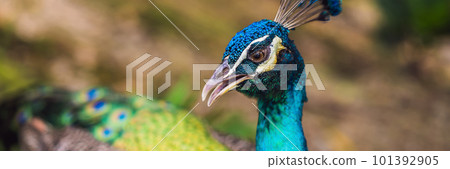 Portrait of a beautiful and colorful Blue Ribbon Peacock BANNER, LONG FORMAT Portrait of a beautiful and colorful Blue Ribbon Peacock BANNER, LONG FORMAT 101392905