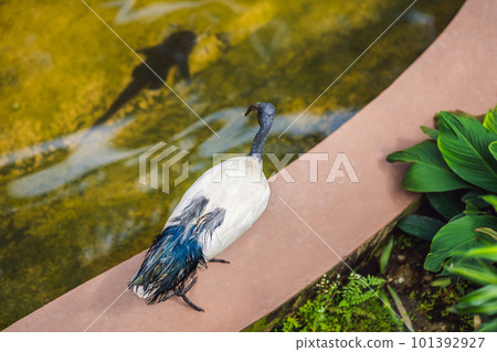 African Sacred ibis looks at fish in water 101392927