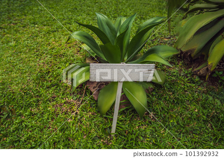 The beautiful blue-green of an agave cactus 101392932