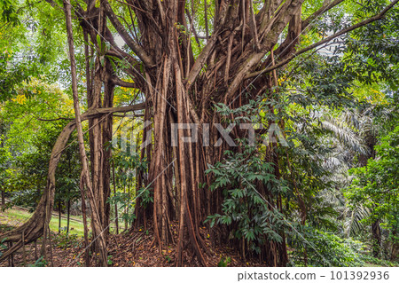 big tree root in the jungle wild. amazing banyan root in deep tropical forest. A old tree has roots for natural background 101392936