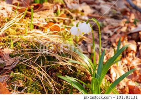 closeup summer snowflake on a sunny day. beautiful white flower with green leaves 101393131